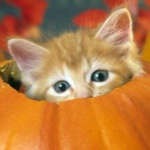 Meet your Posher, Cheryal